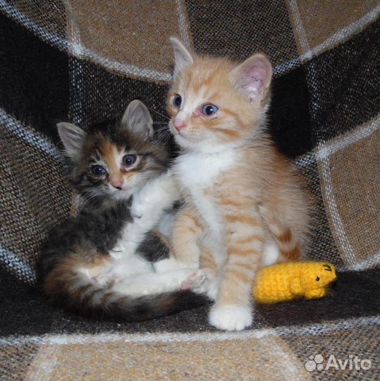 Котята в добрые руки