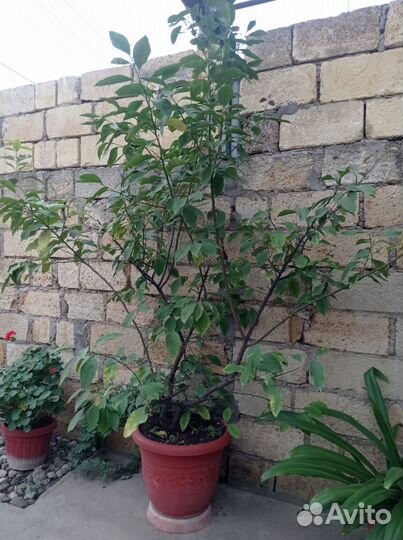 Лаймовое дерево