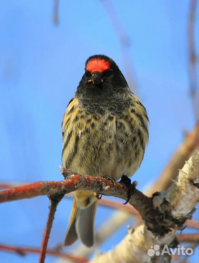 Канареечный вьюрок