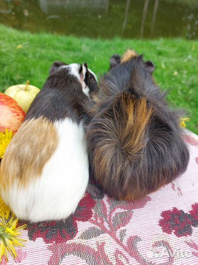 Морские свинки разных окрасов