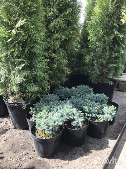 Можжевельник в ассортименте
