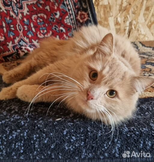 Молодой котик
