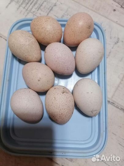 Индюшиные яйца