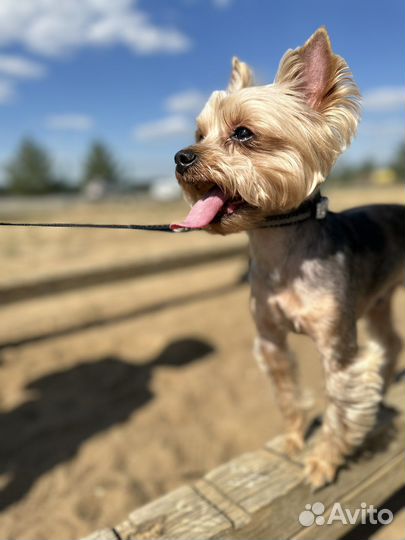 Йоркширский терьер Вязка