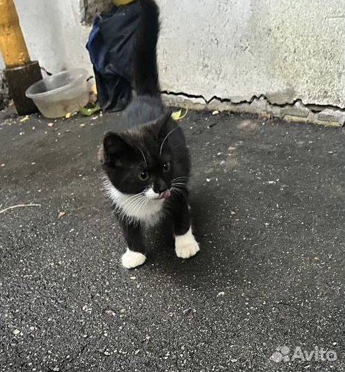 Крошечка очень нуждается в доме