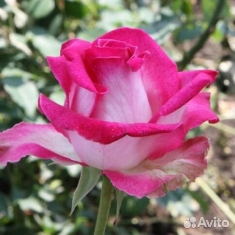 Роза чайно-гибридная Утро Парижа (Utro Parisa)