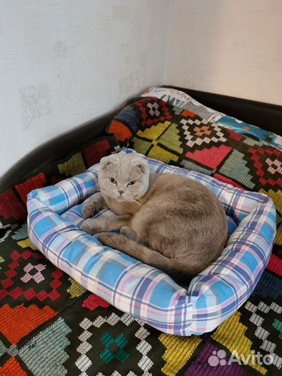 Шотландская вислоухая