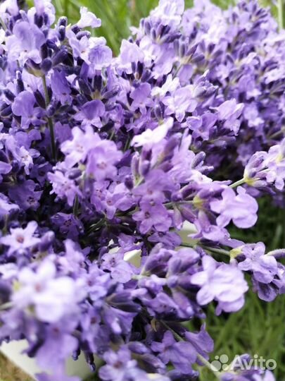 Лаванда в срезке (букетики) и саженцы