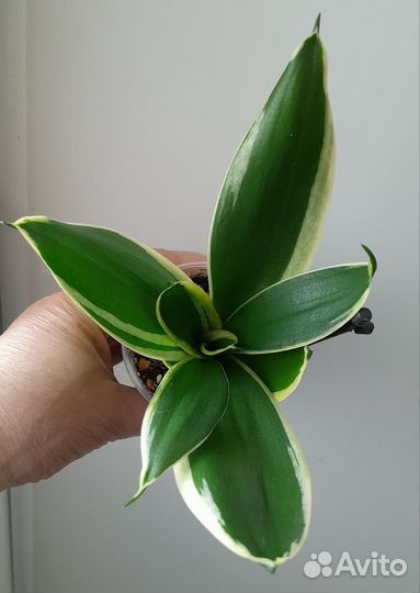 Сансевиерия ханни крео