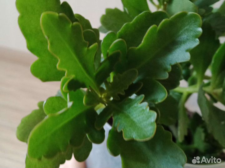 Каланхоэ цветущий, продам или обменяю
