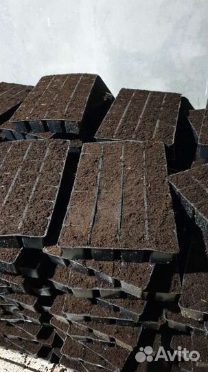 Рассада помидор