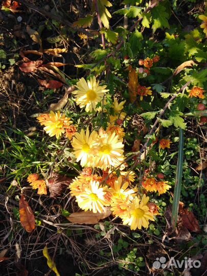 Хризантемы