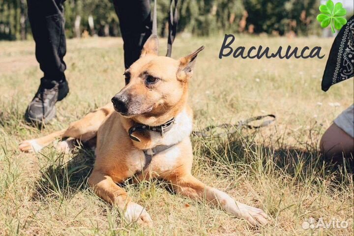 Собака в добрые руки