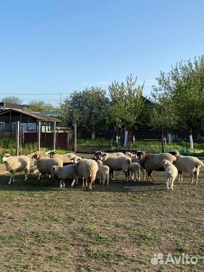 Романовские овцы