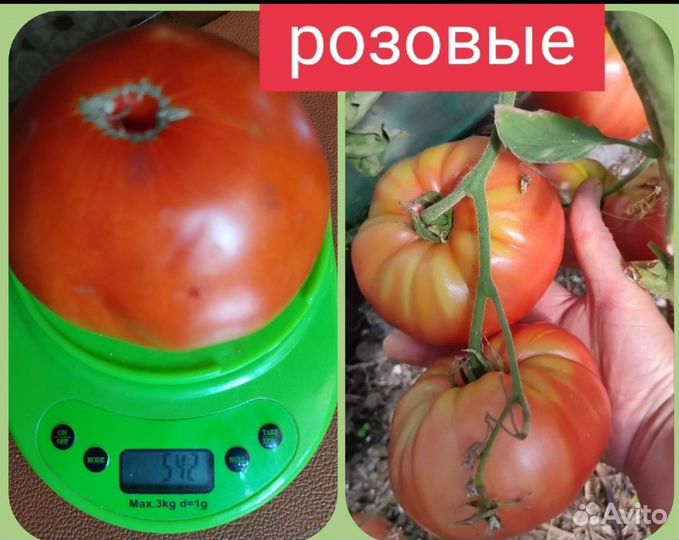 Рассада помидор