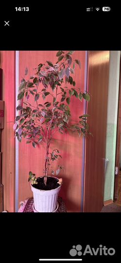 Комнатные растения цветы большие