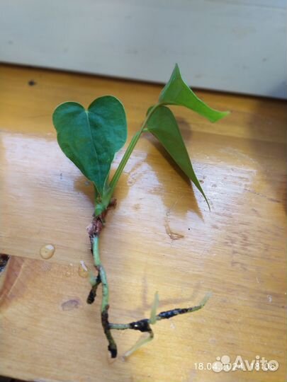 Комнатные цветы