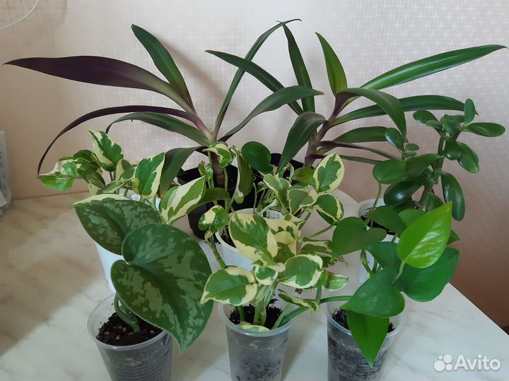 Комнатные растения