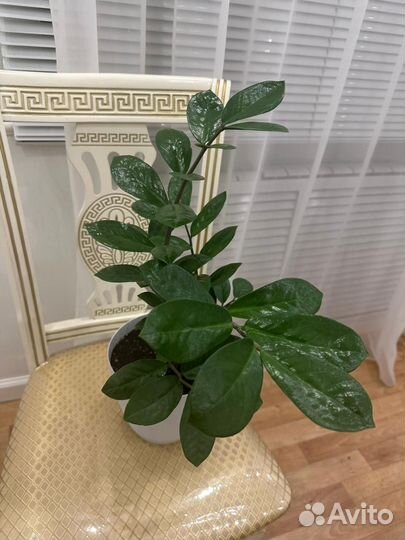 Замиокулькас комнатное растение