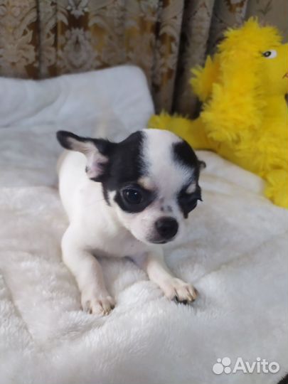 Чихуахуа девочка