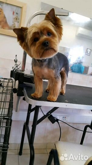 Стрижка йорков, груминг, тримминг