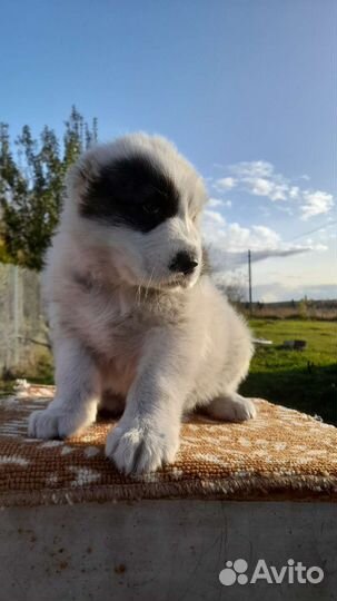 Среднеазиатская овчарка