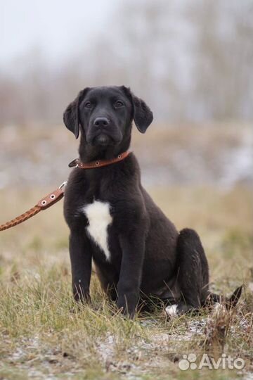 В добрые руки