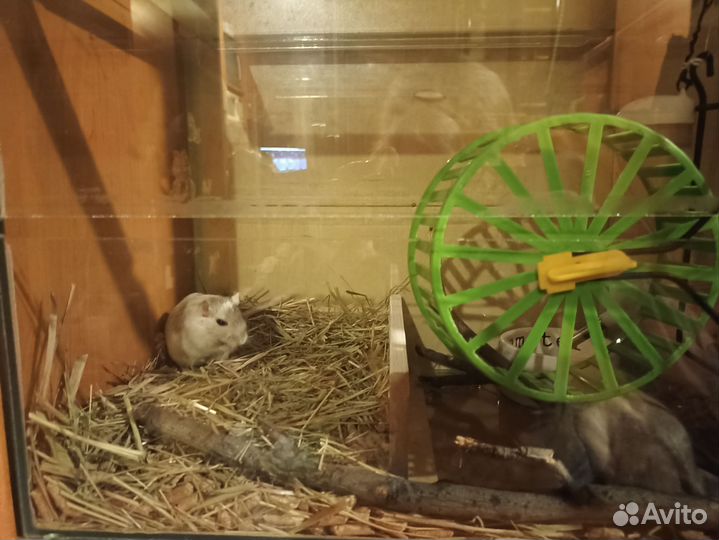 Монгольская песчанка