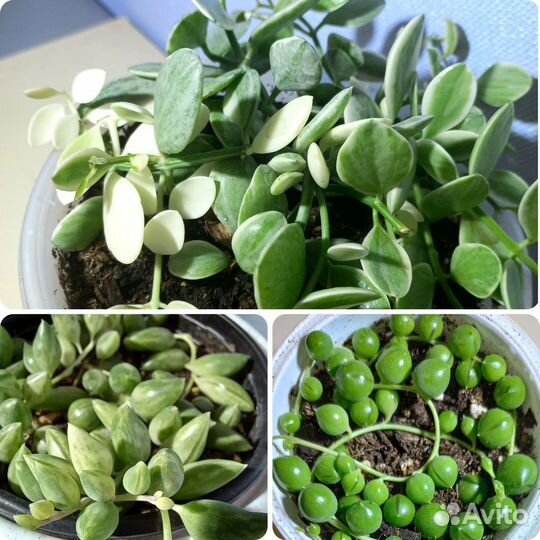 Дисхидия, крестовники