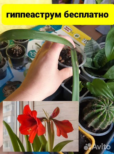 Кактусы цветы