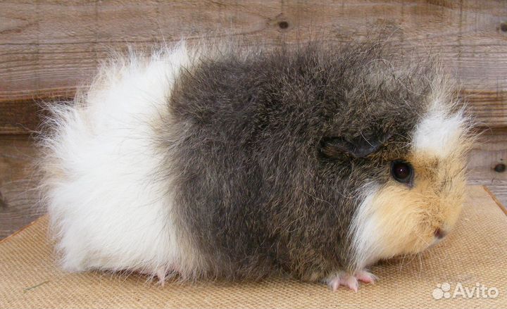 Морские свинки американские тедди
