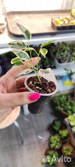 Фикус бенджамина черенки