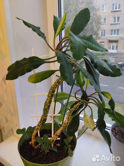 Молочай в горшке