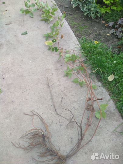 Саженцы клематиса