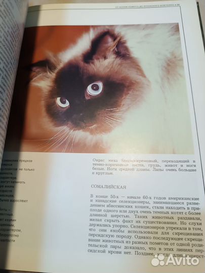 Непомнящий Н.Н., Калашников А.Ю. Кошки