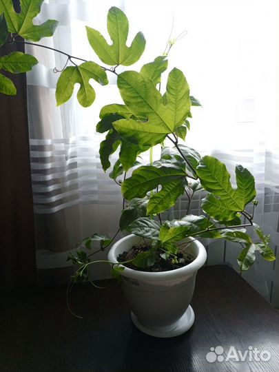 Пассифлора