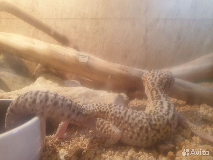 Иранские эублефары