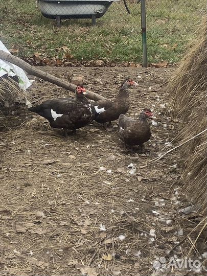 Мускусные утки тяжелые линии