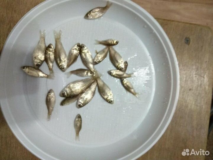 Карп карась серебристый -золотой горбатый - мальки