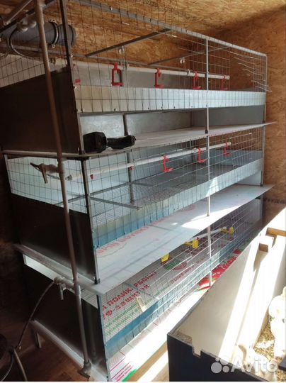 Клетка для бройллеров ш 200 см