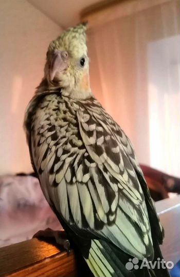 Птенец корелла выкормыш