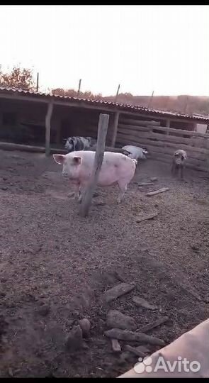 Свиноматки и самец ландрас