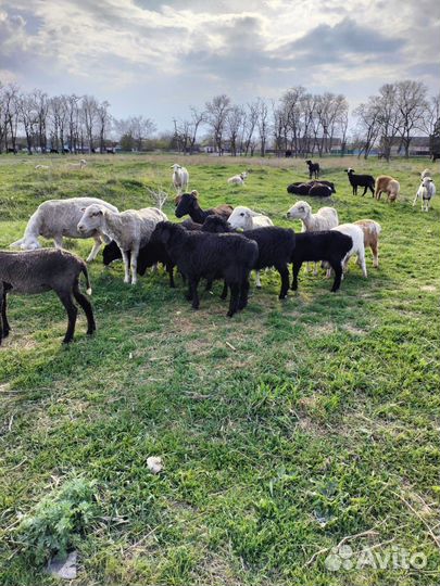 Овцы бараны