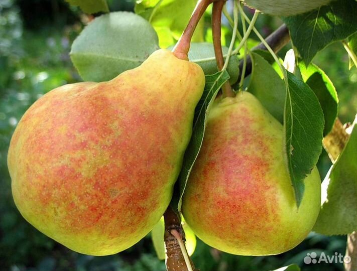 Саженцы груши Лада