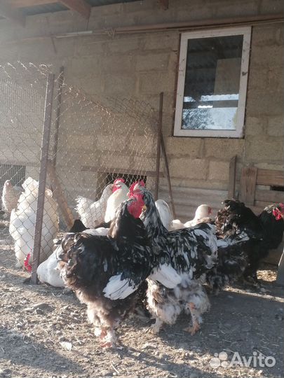 Цыплята Кохинхин, Инкубационное яйцо, Петухи