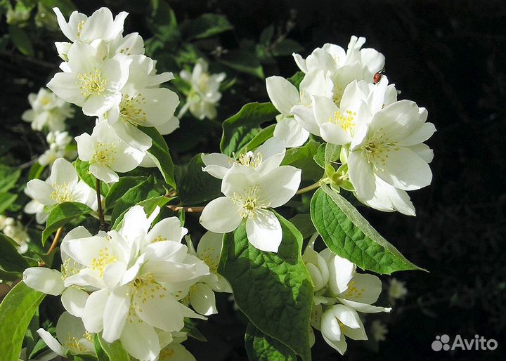 Хосты, многолетники