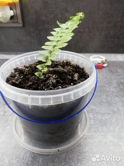 Папоротник комнатный