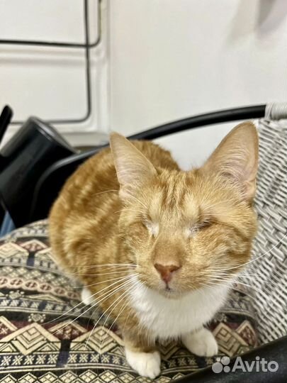 Слепой котик Кеша ищет дом