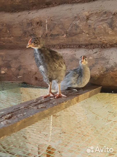 Продам петушков Доминант Д 107