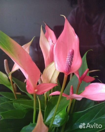 Антуриумы цветущие и деленки разные сорта